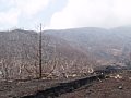 P7155879.JPG