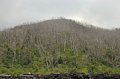 DSC_0617.JPG